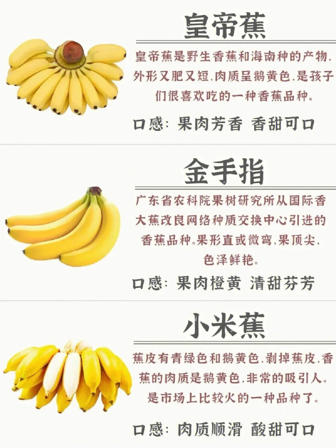 黄帝蕉