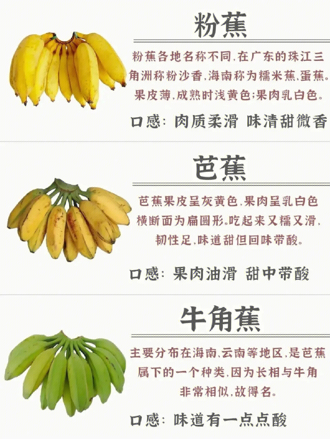 粉芭牛角