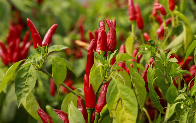 鲜红椒 鲜红椒